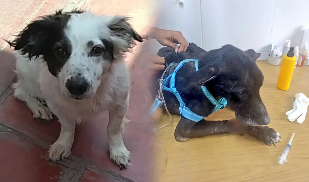 Zeus y Negrito necesitan apoyo para seguir con sus atenciones médicas. Foto: composición La República