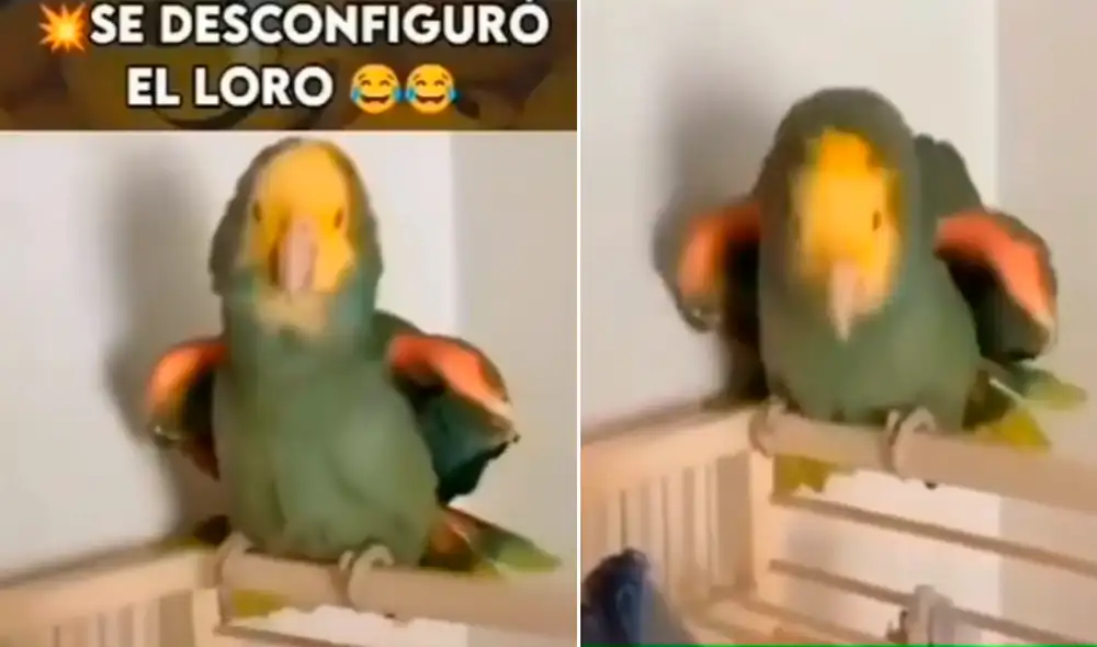 El pequeño loro hizo reír a miles en las redes sociales tras imitar a su amigo canino. Foto: captura de TikTok El pequeño loro hizo reír a miles en las redes sociales tras imitar a su amigo canino. Foto: captura de TikTok