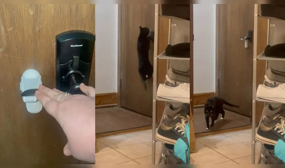 El gatito trató de jalar la puerta pese a que estaba asegurada. Foto: captura de YouTube