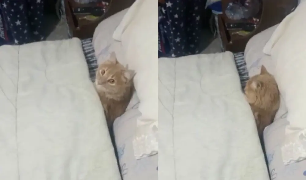 El dueño del minino dejó que su engreído durmiera en su cama. Foto: captura de TikTok