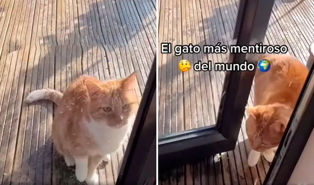 El gato se colocó frente a la puerta de entrada para llamar la atención, mientras mantenía su pata alzada para aparentar estar lesionado. Foto: captura de Facebook