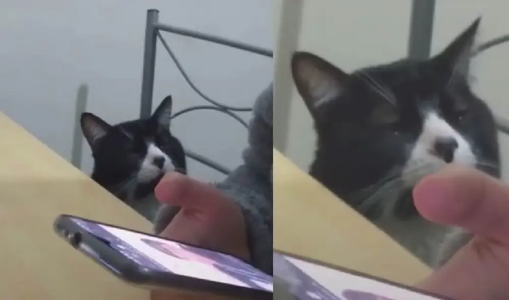 El minino sorprendió a cientos de usuarios al mostrar su lado sentimental. Foto: captura de TikTok