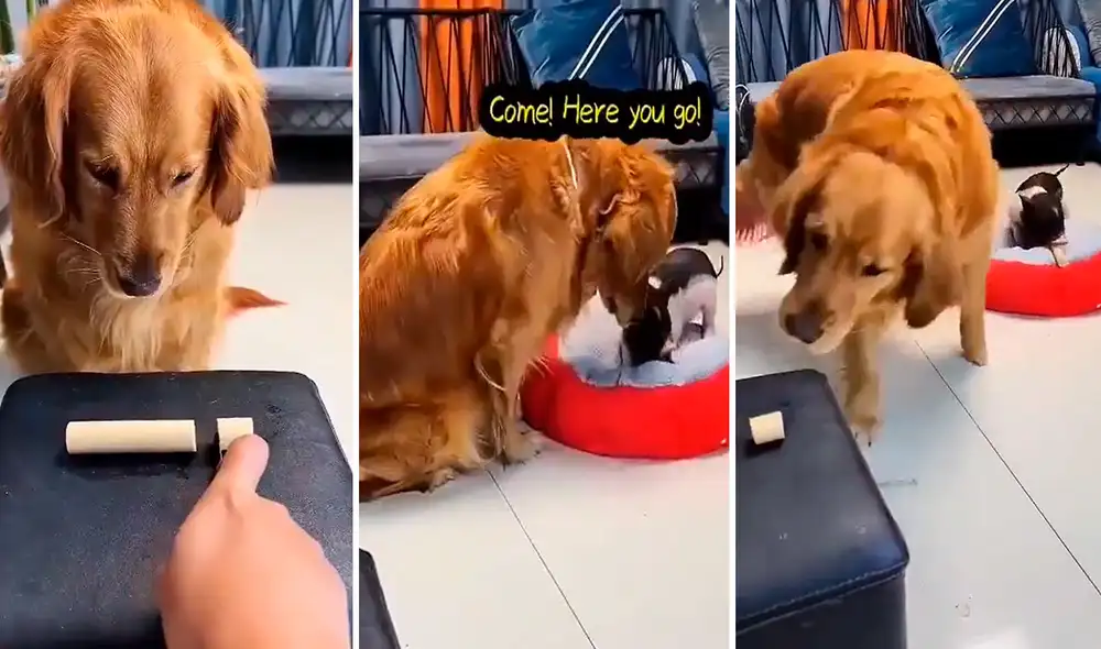 El joven partió una salchicha para que su perro se lo pudiera comer; sin embargo, este prefirió dárselo a su ‘compañero’. Foto: captura de Facebook