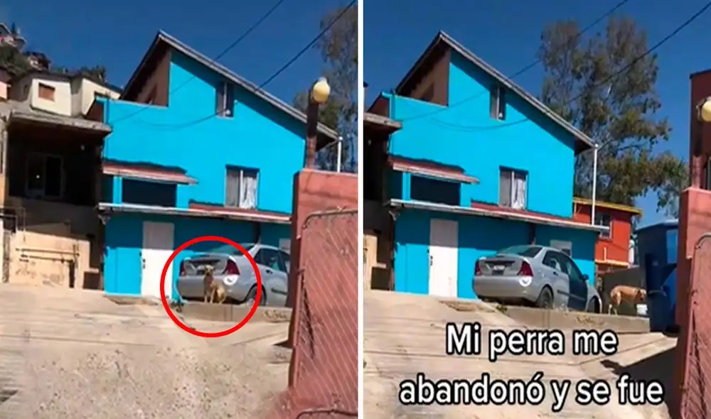 Una mujer pasó por una casa para saber si su mascota seguía bajo el cuidado de sus vecinos, pero no fue bien recibida. Foto: captura de TikTok Una mujer pasó por una casa para saber si su mascota seguía bajo el cuidado de sus vecinos, pero no fue bien recibida. Foto: captura de TikTok