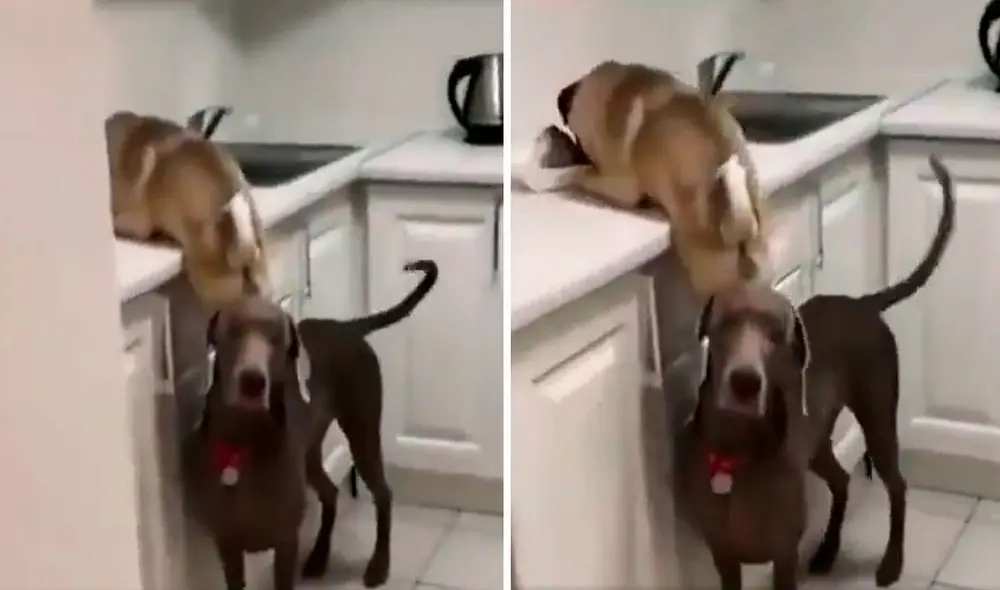 Una joven regresó a su casa después de unas horas, sin saber que sería testigo de la travesura de sus mascotas. Foto: captura de Facebook