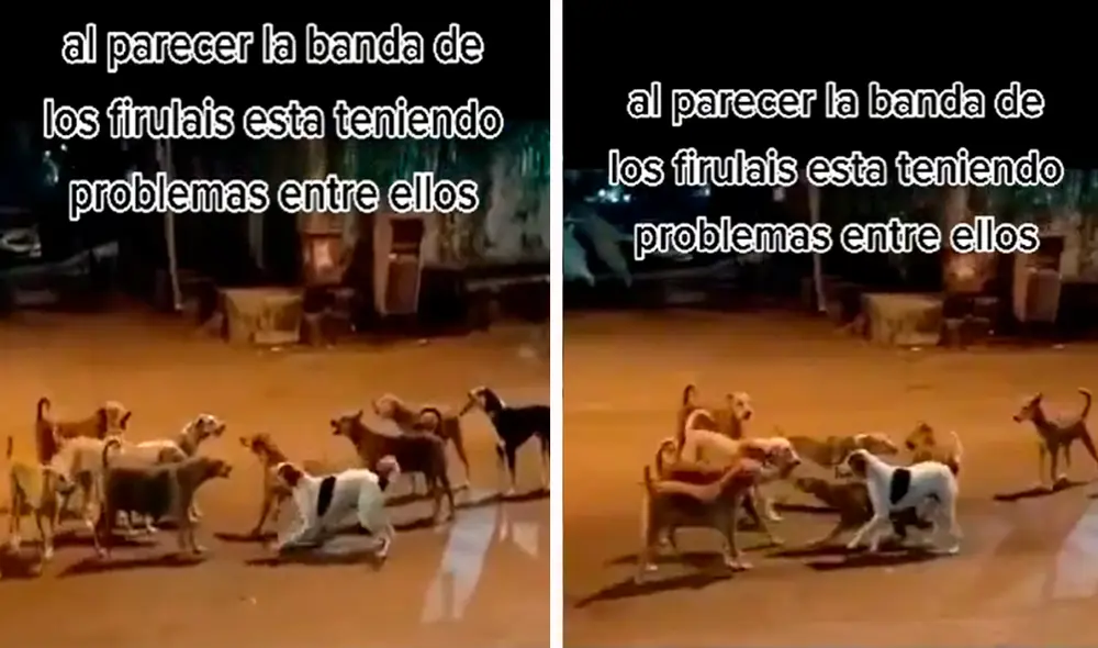 Los perros se ladraban y gruñían, lo que sorprendió a los usuarios en redes sociales. Foto: captura de TikTok Los perros se ladraban y gruñían, lo que sorprendió a los usuarios en redes sociales. Foto: captura de TikTok