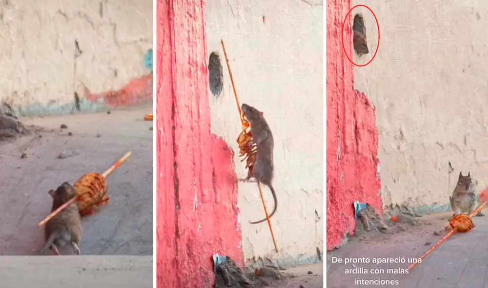 El clip viral obtuvo casi 10 millones de visualizaciones. Foto: TikTok