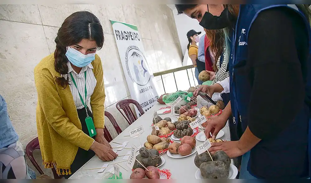 Alternativa. Agricultores presentan diversos clones de papa que cultivan en las alturas de Arequipa. Foto: La República