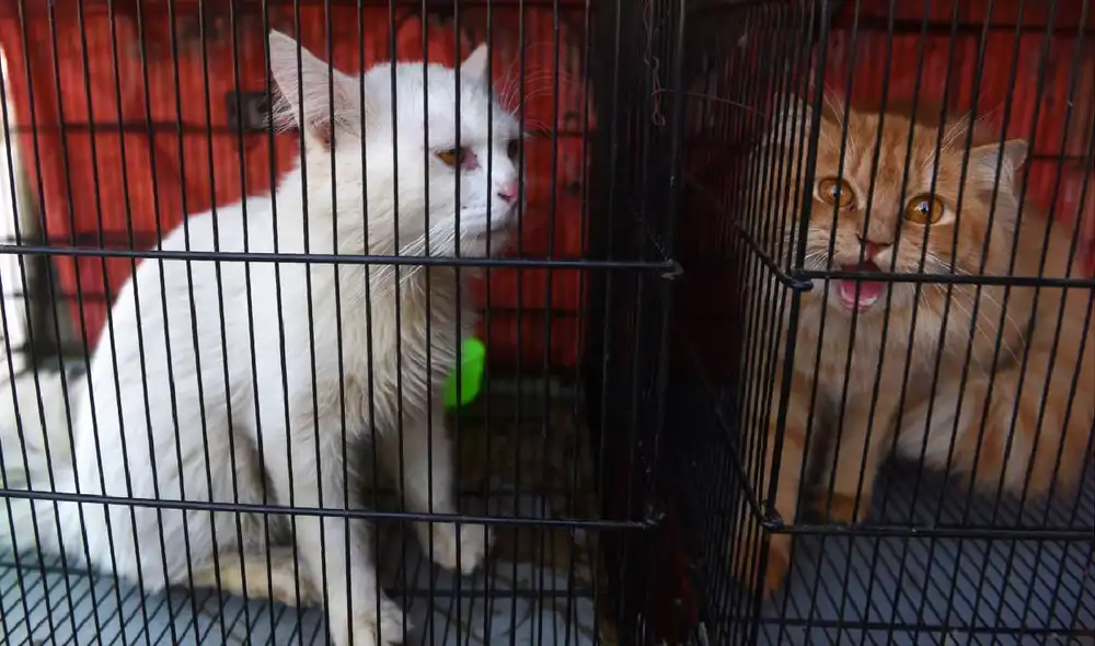 Gatos lanzados desde ventanas, abandono de canes y hamsters se registraron por temor a contagir la COVID-19.  Foto: AFP