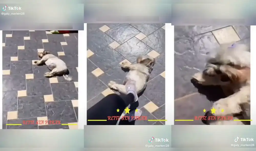 Al final, la chica también se llevó un gran susto. Foto: captura de TikTok Al final, la chica también se llevó un gran susto. Foto: captura de TikTok