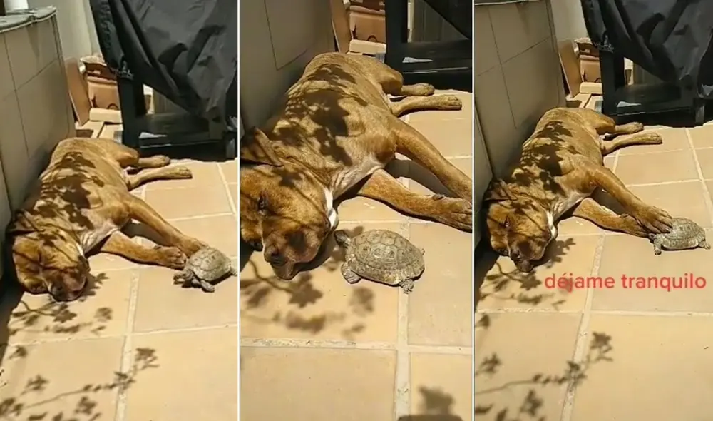 La cuenta @tyson_hurtado suele compartir las ocurrencias y los divertidos momentos que vive la mascota en compañía de su dueña. Foto: captura de TikTok