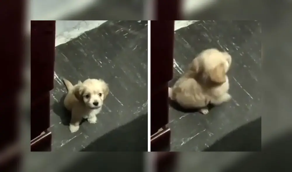 El clip sumó alrededor de 200.000 'me gusta' en la red social. Foto: captura de TikTok