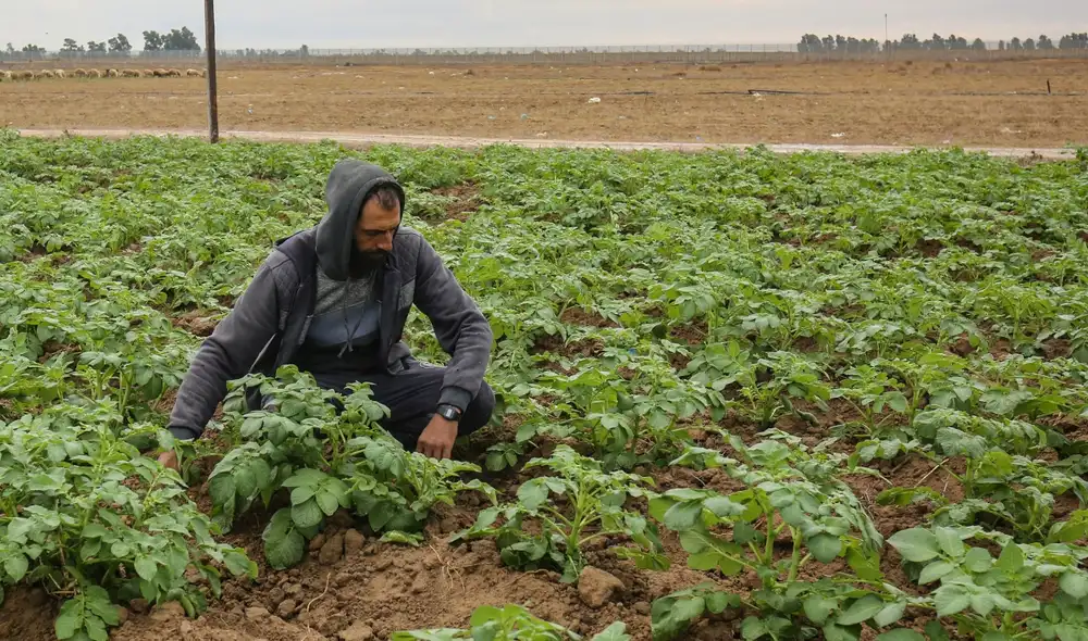 Nidal Abu Eid es el campesino que encontró la imagen de piedra mientras labraba sus campos. Foto referencial: AFP Nidal Abu Eid es el campesino que encontró la imagen de piedra mientras labraba sus campos. Foto referencial: AFP