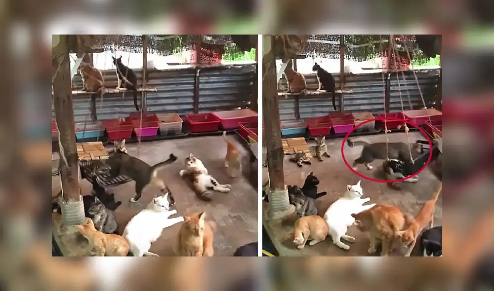 La escena consiguió 2,2 millones de ‘me gusta’ en la red social. Foto: captura de TikTok