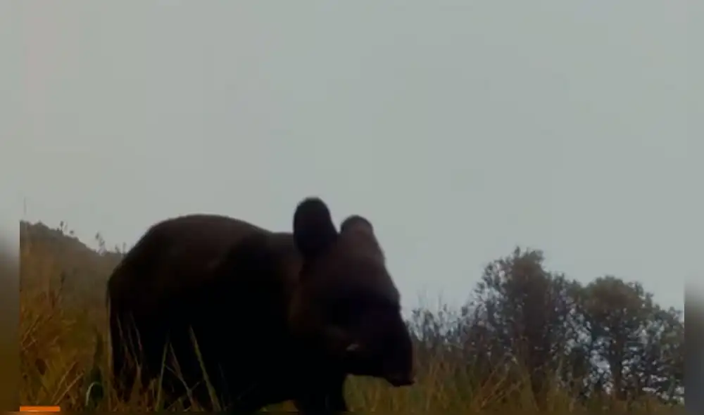 Tapir de montaña se encuentra en peligro por las malas prácticas en su ecosistema. Foto: NODOS y NCI Tapir de montaña se encuentra en peligro por las malas prácticas en su ecosistema. Foto: NODOS y NCI