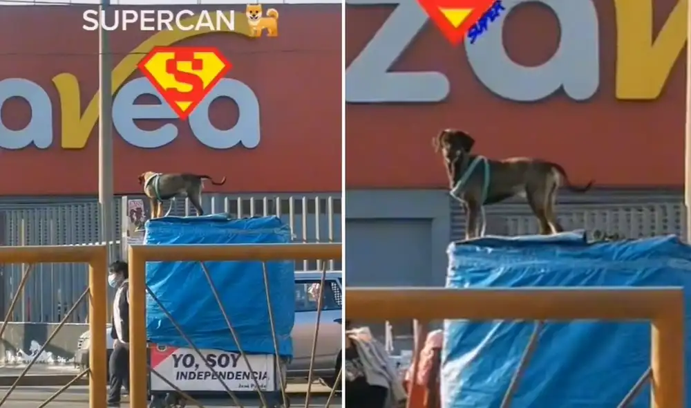 La viral escena compartida en redes por @angelmanrique09 logró obtener más de 45.000 reproducciones y miles de comentarios en poco tiempo. Foto: captura de TikTok La viral escena compartida en redes por @angelmanrique09 logró obtener más de 45.000 reproducciones y miles de comentarios en poco tiempo. Foto: captura de TikTok