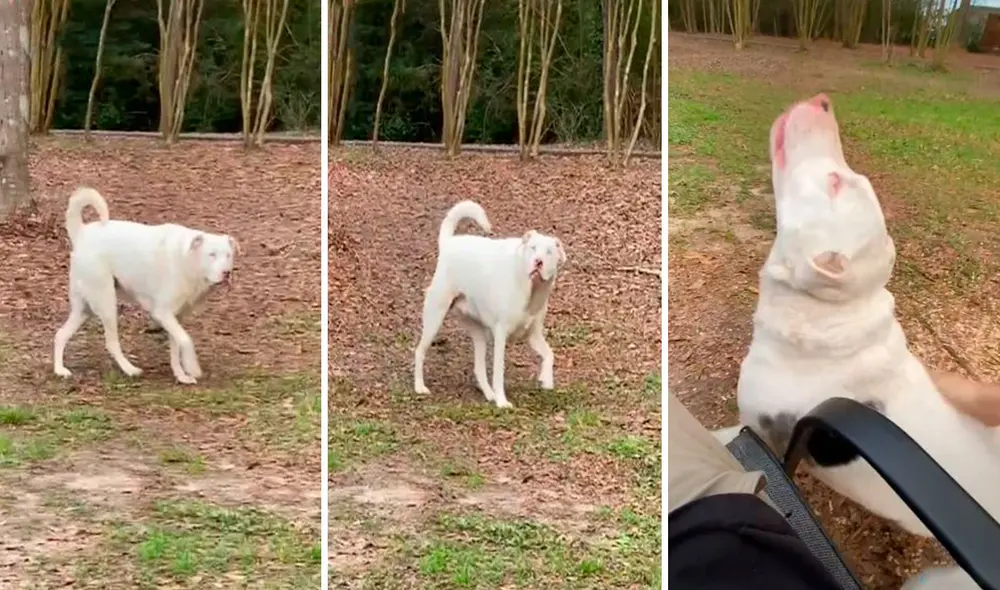 Un hombre trató de no interrumpir a su mascota cuando jugaba en el patio, pero esta lo sintió a lo lejos y no dudó en ponerse a su lado. Foto: captura de YouTube Un hombre trató de no interrumpir a su mascota cuando jugaba en el patio, pero esta lo sintió a lo lejos y no dudó en ponerse a su lado. Foto: captura de YouTube