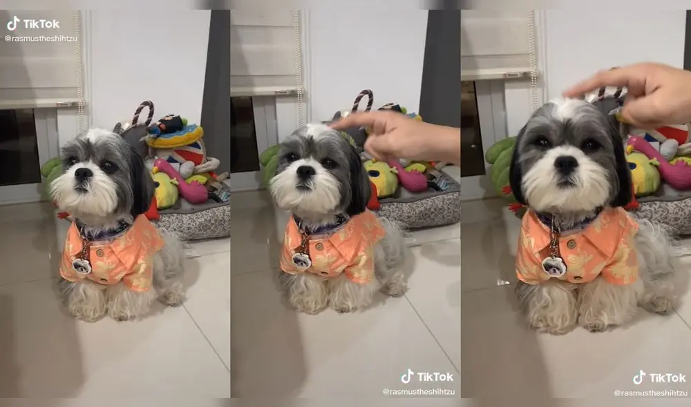 El cachorrito apenas se movió al recibir los toques de su dueña. Foto: captura de TikTok