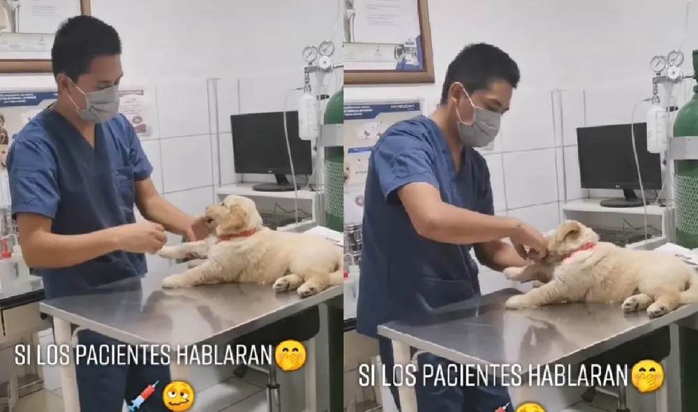 El tierno cachorrito mostró una divertida conducta cuando quisieron atenderlo. Foto: captura de TikTok El tierno cachorrito mostró una divertida conducta cuando quisieron atenderlo. Foto: captura de TikTok