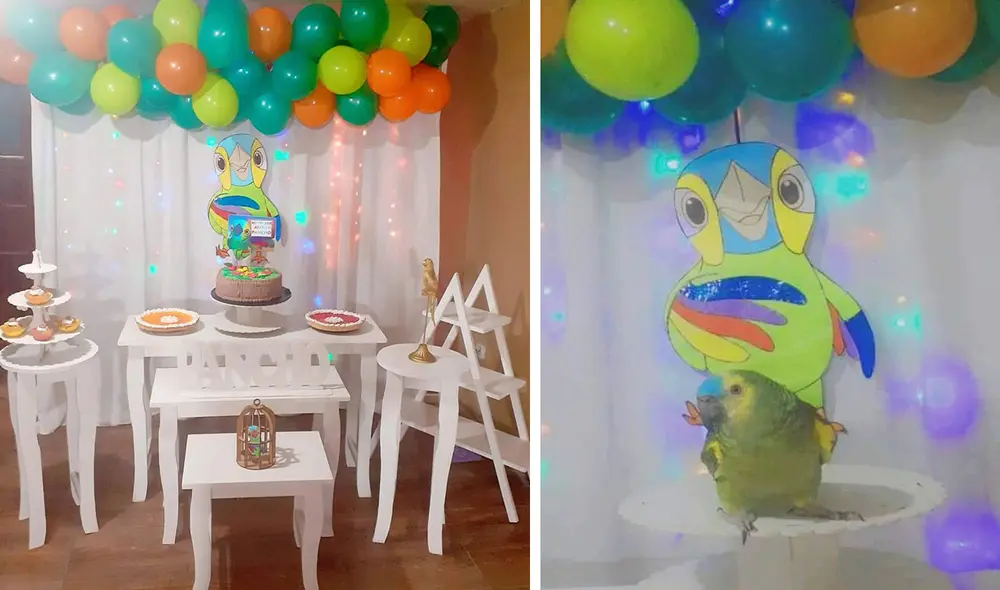 El pequeño animal llamado Pancho posó para la cámara al lado de los adornos y se mostró contento con la sorpresa que le hicieron sus dueños. Foto: captura de Facebook El pequeño animal llamado Pancho posó para la cámara al lado de los adornos y se mostró contento con la sorpresa que le hicieron sus dueños. Foto: captura de Facebook