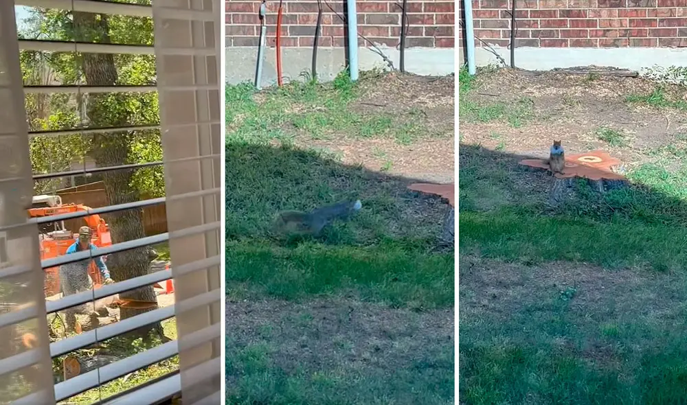 Una mujer fue testigo de la triste escena que protagonizó una ardilla al no encontrar su verdadero hogar. Foto: captura de Facebook