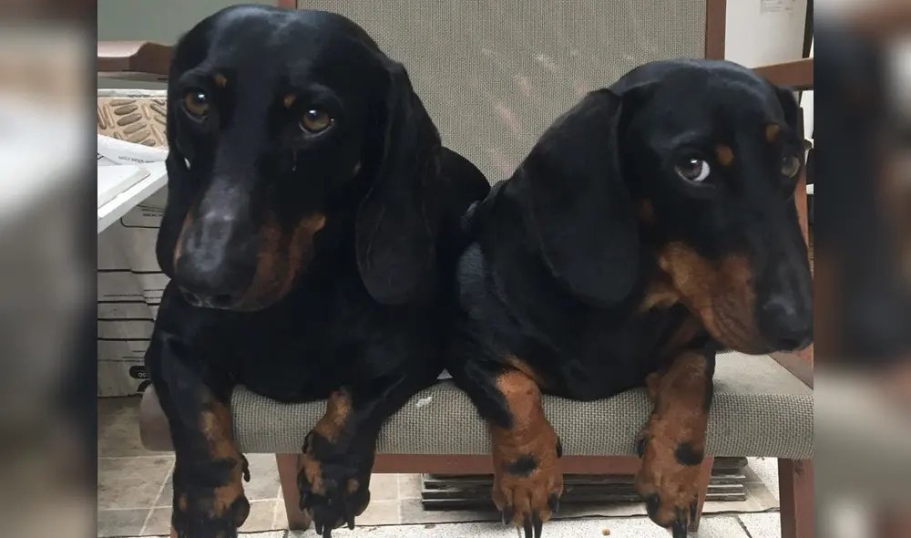 Leo y Mbape cuentan con todas sus vacunas y están esterilizados. Foto: Marcela Rosa Medina Leo y Mbape cuentan con todas sus vacunas y están esterilizados. Foto: Marcela Rosa Medina