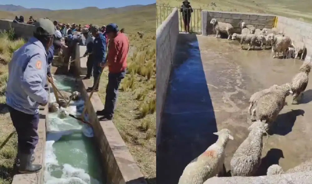 Las ovejas reciben la limpieza con un baño para ser desparasitadas. Foto: captura de TikTok Las ovejas reciben la limpieza con un baño para ser desparasitadas. Foto: captura de TikTok