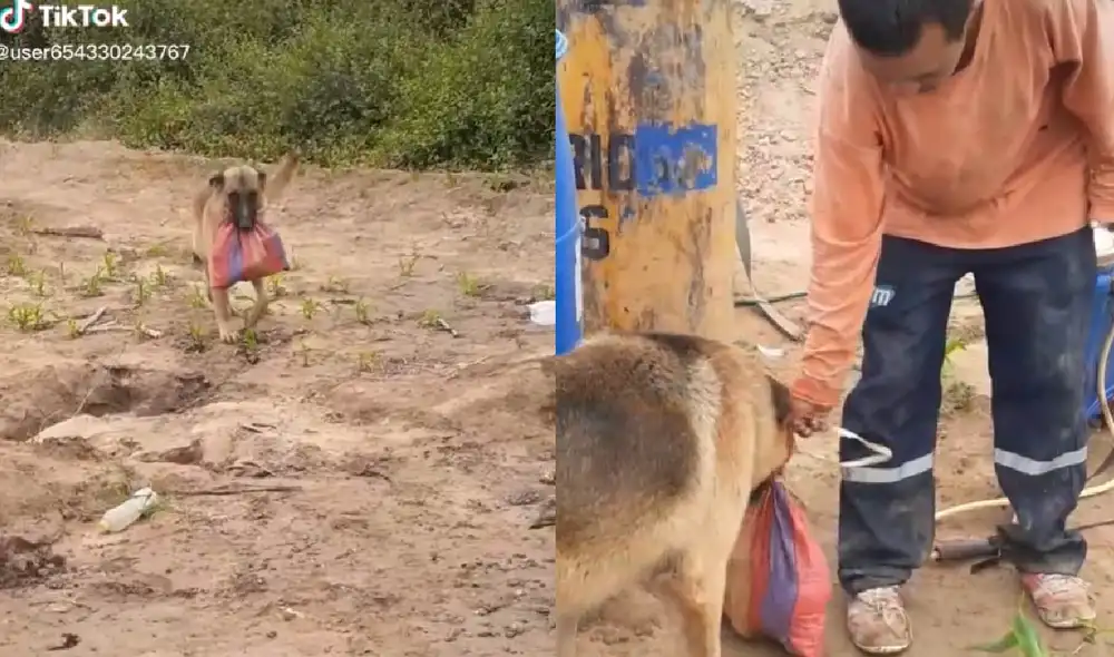 El can cargó en sus dientes la bolsa de mercado donde llevaba el desayuno de su amo. Foto: captura de TikTok