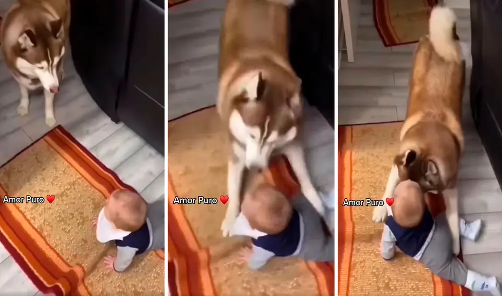 Una pareja fue testigo del preciso momento en que su mascota empezó a jugar con su bebé para mantenerlo distraído. Foto: captura de Facebook Una pareja fue testigo del preciso momento en que su mascota empezó a jugar con su bebé para mantenerlo distraído. Foto: captura de Facebook