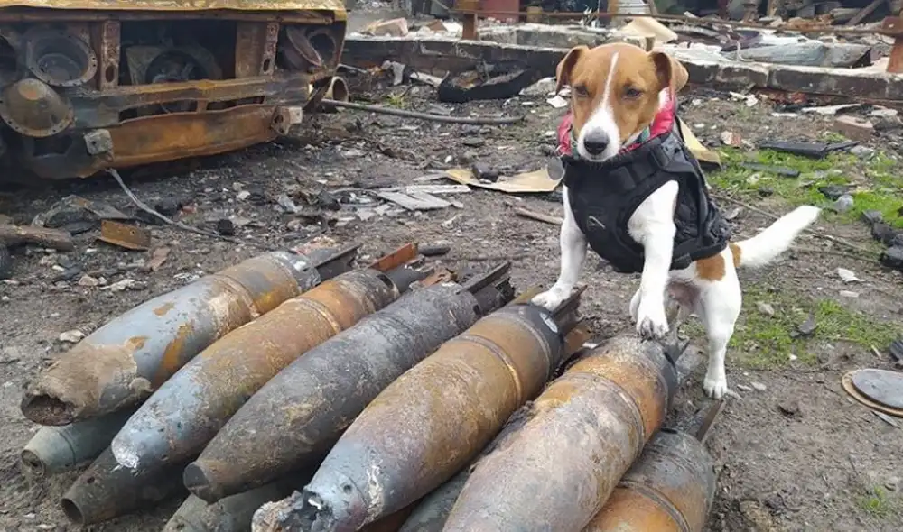 Patron tiene su propia cuenta de Instagram, donde se le ve en plenas labores con el equipo de emergencia. Foto: Instagram/Patron