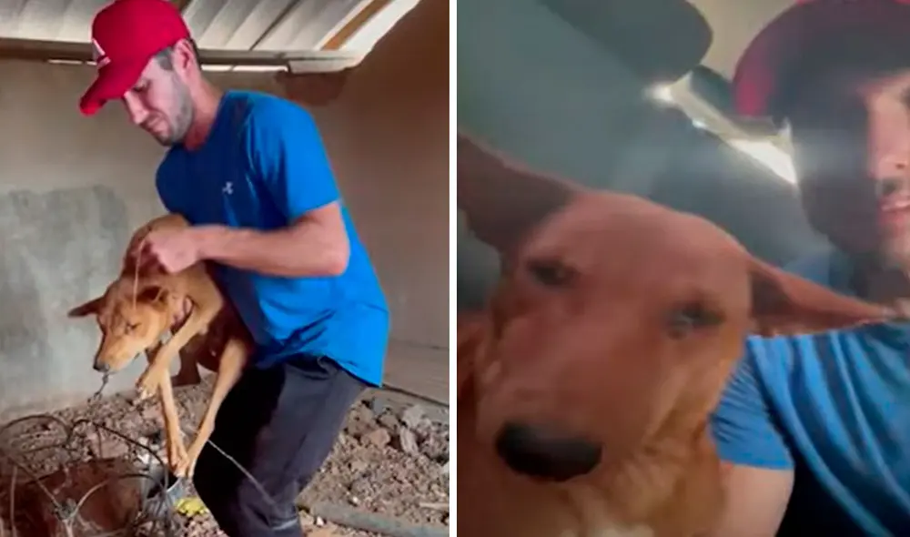 El hombre tuvo que negociar con los dueños del can para que lo dejaran en libertad, con el propósito de llevarlo a un lugar seguro. Foto: captura de YouTube El hombre tuvo que negociar con los dueños del can para que lo dejaran en libertad, con el propósito de llevarlo a un lugar seguro. Foto: captura de YouTube