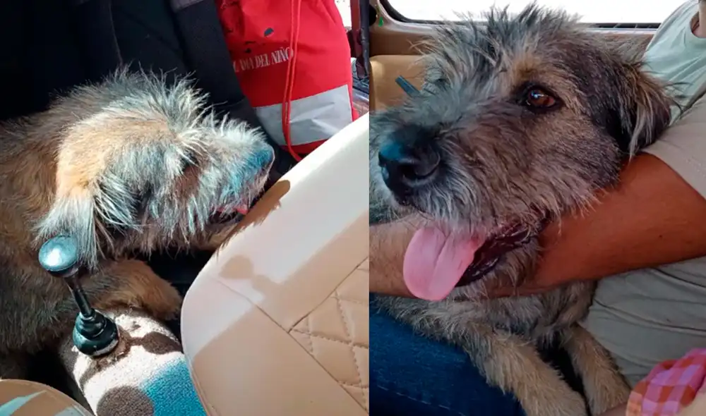 El perrito logró conseguir un nuevo hogar. Foto: captura de TikTok