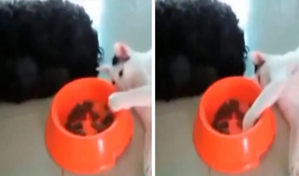 Una joven grabó el preciso momento en que su mascota se acostó al lado de su can sin hacer ruido para quitarle su comida a escondidas. Foto: captura de Facebook