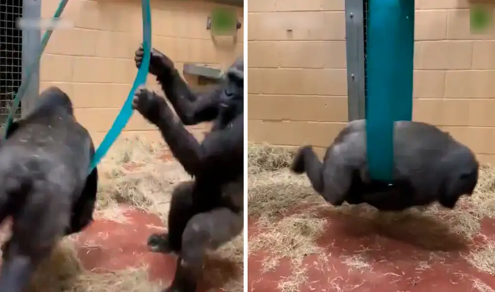 Los gorilas comenzaron a dar vueltas sacando más de una sonrisa en redes sociales. Foto: captura de TikTok