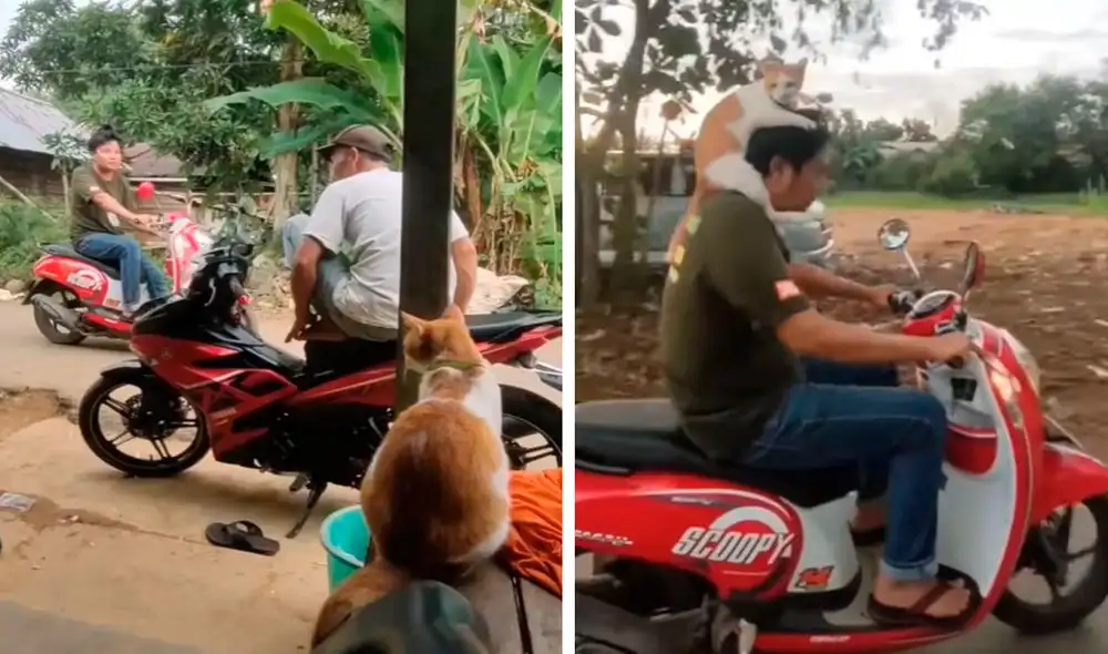 Cada vez que su dueño sale a la calle, un travieso animal demuestra sus intenciones de no querer separarse de su lado. Foto: captura de YouTube