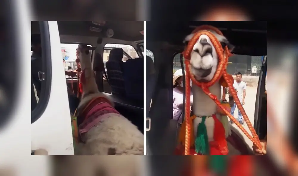 El clip obtuvo alrededor de 150.000 reproducciones en menos de un día. Foto: captura de TikTok