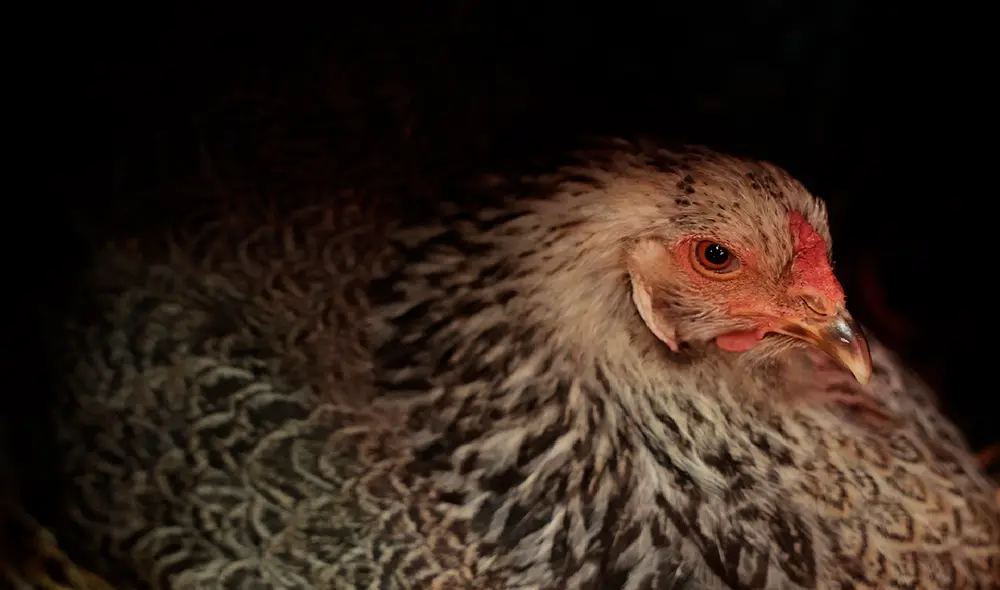 En varias partes del mundo se han detectado casos de gripe aviar en los últimos días. Foto: AFP/referencial En varias partes del mundo se han detectado casos de gripe aviar en los últimos días. Foto: AFP/referencial
