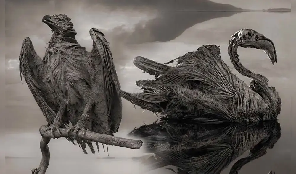 La alcalinidad del lago Natrón petrifica a los animales. Foto: Nick Brandt/ composición de LR