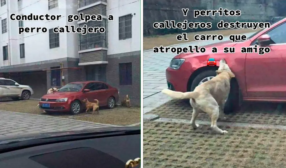 Los perritos se unieron en grupo para apoyar a uno de sus 'compañeros'. Foto: captura de TikTok Los perritos se unieron en grupo para apoyar a uno de sus 'compañeros'. Foto: captura de TikTok