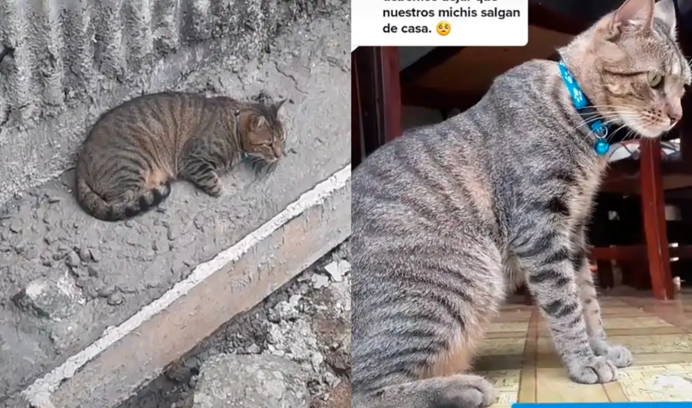 El minino fue descubierto por su amo y llevado a casa para que no se vuelva a escapar. Foto: captura de TikTok