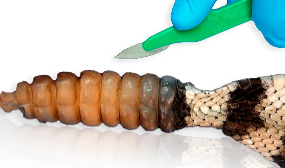 El youtuber mostró la piel de una serpiente de cascabel para explicar cómo funciona su cascabel cuando está en peligro. Foto: Curiosidades con Mike