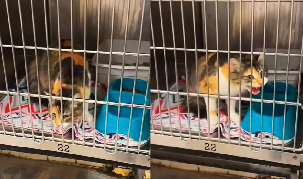 La divertida escena protagonizada por la gatita tiene más de cuatro millones de visualizaciones. Foto: captura de TikTok