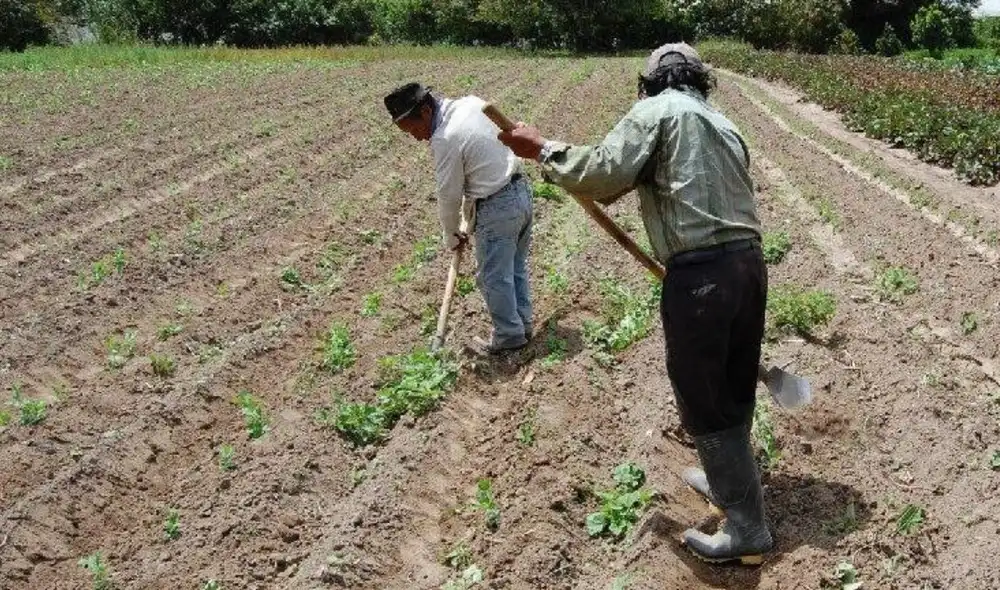 La escasez de agua y fertilizantes afectan a cerca de 50.000 agricultores en Piura. Foto: difusión La escasez de agua y fertilizantes afectan a cerca de 50.000 agricultores en Piura. Foto: difusión