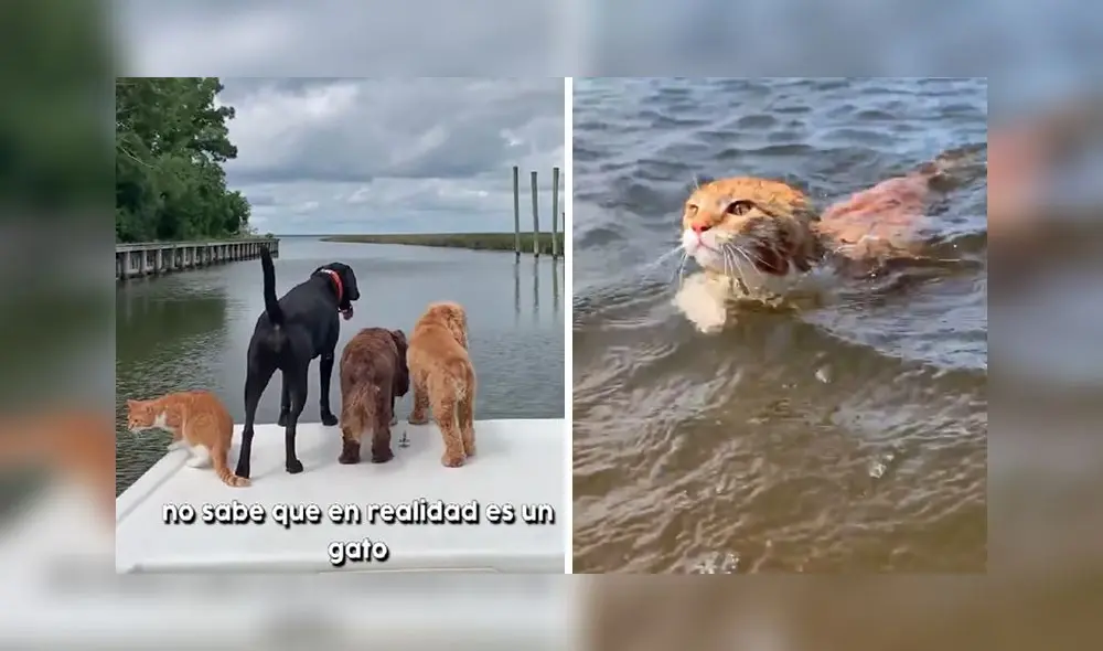 La conmovedora escena obtuvo más de 170.000 reacciones en la red social. Foto: captura/ Facebook