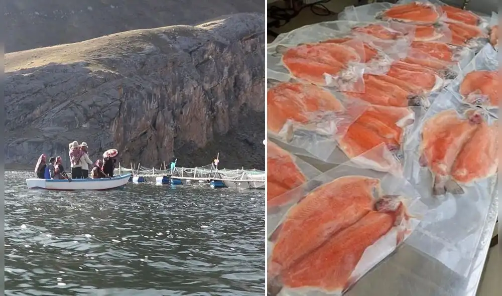 Acuicultores producen trucha ahumada sellada al vacío. Foto: Truchicultores