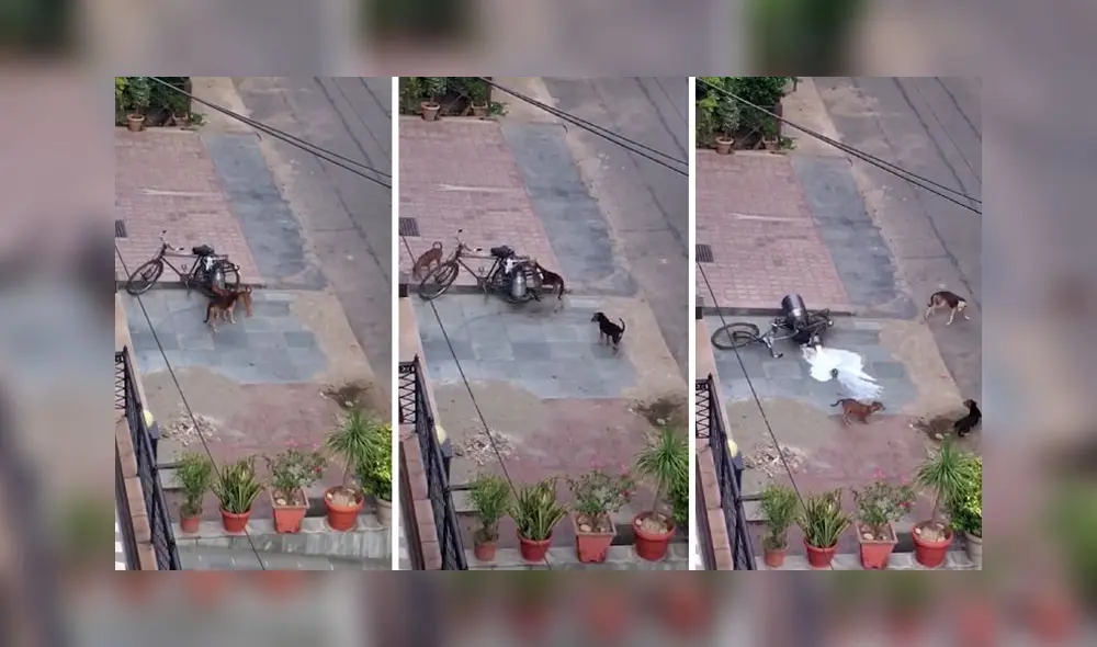 La conmovedora escena obtuvo miles de reproducciones en la red social. Foto: captura de YouTube