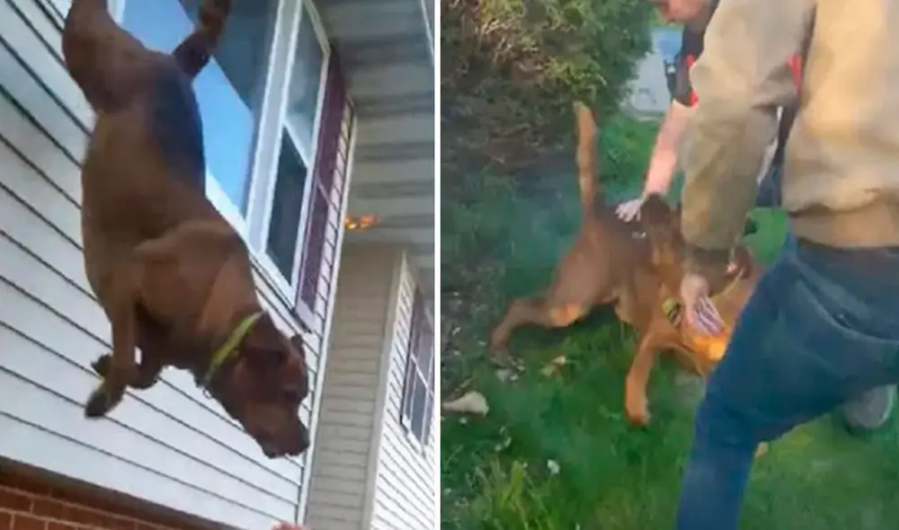 Un conductor detuvo su recorrido para socorrer a unos animales que terminaron atrapados en una casa. Foto: captura de YouTube