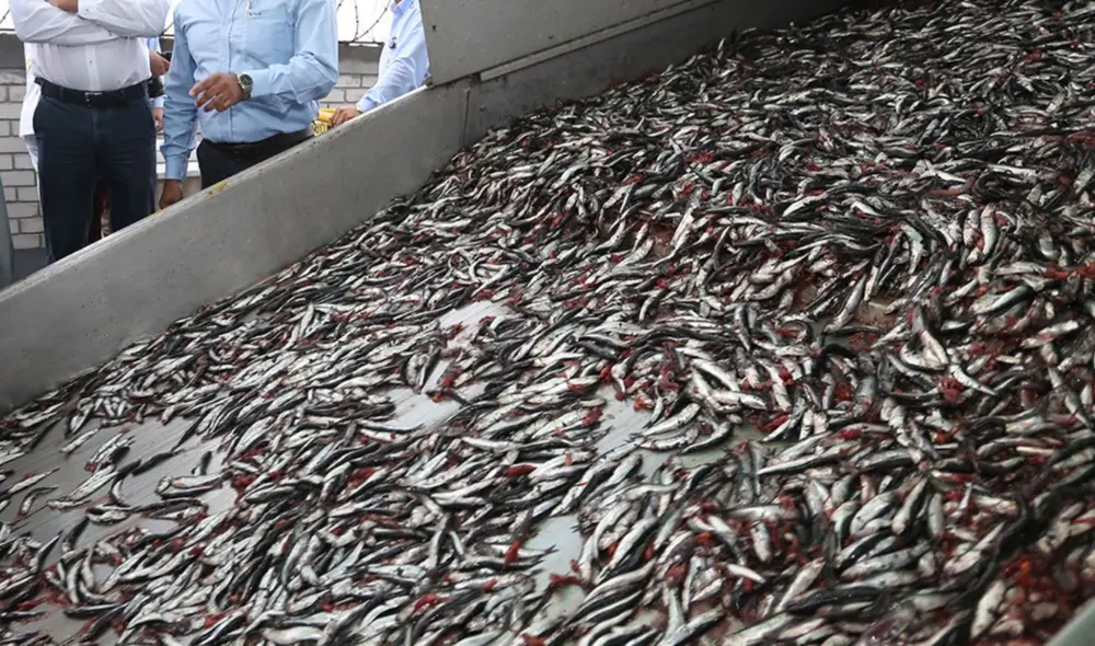 Límite Máximo Total de Captura Permisible será de 2 millones 792.000 toneladas. Foto: Andina. Límite Máximo Total de Captura Permisible será de 2 millones 792.000 toneladas. Foto: Andina.