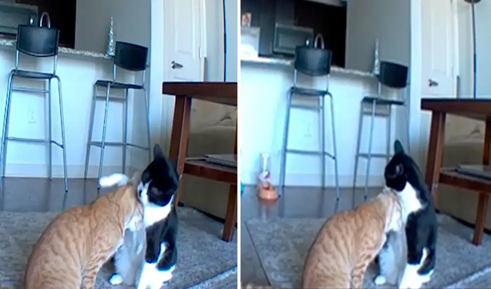 Una joven revisó las imágenes de su cámara de seguridad, sin saber que sería testigo de una tierna escena entre sus mascotas. Foto: captura de Facebook Una joven revisó las imágenes de su cámara de seguridad, sin saber que sería testigo de una tierna escena entre sus mascotas. Foto: captura de Facebook