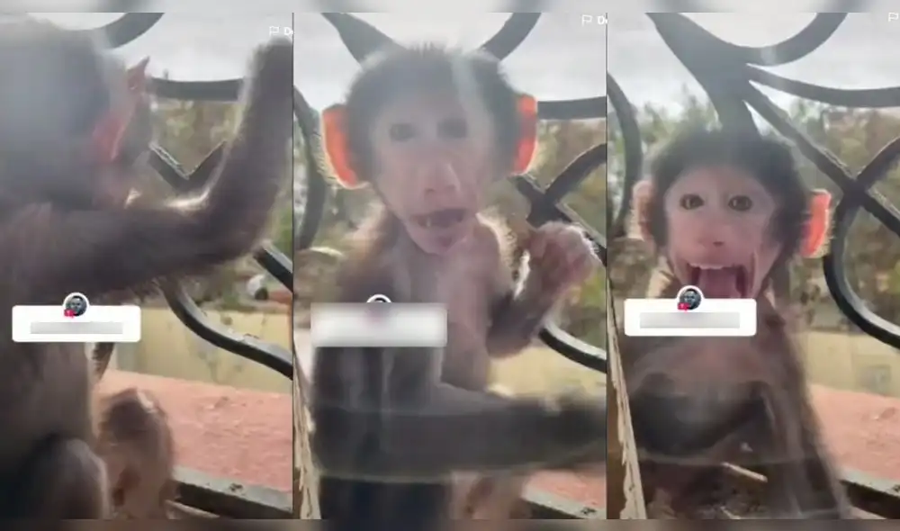 El mono se asustó al ver que le estaban grabando. Foto: captura de TikTok El mono se asustó al ver que le estaban grabando. Foto: captura de TikTok